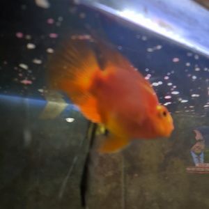 Meet your Posher, Donnie